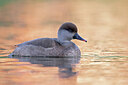 BUITEN BEELD Foto: 443634