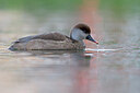 BUITEN BEELD Foto: 443639