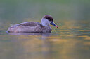 BUITEN BEELD Foto: 443640