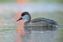 BUITEN BEELD Foto: 443641
