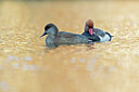 BUITEN BEELD Foto: 443642