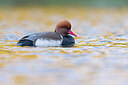 BUITEN BEELD Foto: 443647