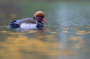 BUITEN BEELD Foto: 443649