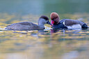 BUITEN BEELD Foto: 443650