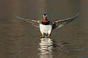 BUITEN BEELD Foto: 443658