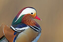 BUITEN BEELD Foto: 443659
