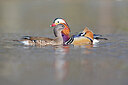 BUITEN BEELD Foto: 443662