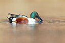 BUITEN BEELD Foto: 443665