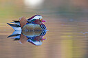 BUITEN BEELD Foto: 443666