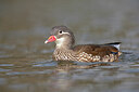 BUITEN BEELD Foto: 443667