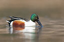 BUITEN BEELD Foto: 443668