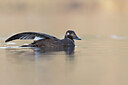 BUITEN BEELD Foto: 443675