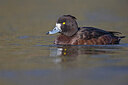 BUITEN BEELD Foto: 443678