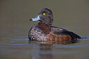 BUITEN BEELD Foto: 443680