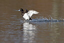 BUITEN BEELD Foto: 443682