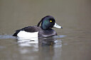 BUITEN BEELD Foto: 443684
