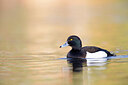BUITEN BEELD Foto: 443685