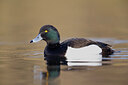 BUITEN BEELD Foto: 443686