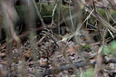 BUITEN BEELD Foto: 443700