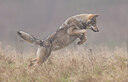 BUITEN BEELD Foto: 443718
