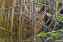 BUITEN BEELD Foto: 443727
