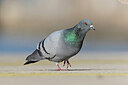 BUITEN BEELD Foto: 443729
