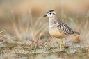 BUITEN BEELD Foto: 443738