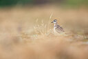 BUITEN BEELD Foto: 443739