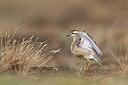 BUITEN BEELD Foto: 443741