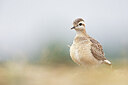 BUITEN BEELD Foto: 443745