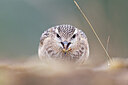 BUITEN BEELD Foto: 443746