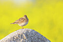 BUITEN BEELD Foto: 443755