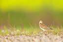 BUITEN BEELD Foto: 443757