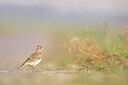 BUITEN BEELD Foto: 443760