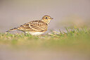 BUITEN BEELD Foto: 443762