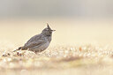 BUITEN BEELD Foto: 443764