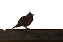 BUITEN BEELD Foto: 443766