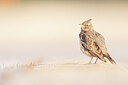 BUITEN BEELD Foto: 443775