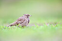 BUITEN BEELD Foto: 443778