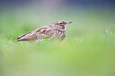 BUITEN BEELD Foto: 443779