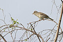 BUITEN BEELD Foto: 443788