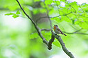 BUITEN BEELD Foto: 443792