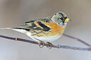 BUITEN BEELD Foto: 443800