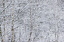 BUITEN BEELD Foto: 443864