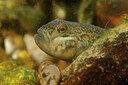BUITEN BEELD Foto: 443924