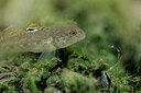BUITEN BEELD Foto: 443926