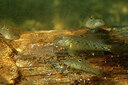 BUITEN BEELD Foto: 443927