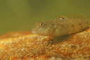 BUITEN BEELD Foto: 443928