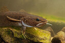 BUITEN BEELD Foto: 443929