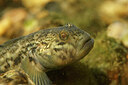 BUITEN BEELD Foto: 443932